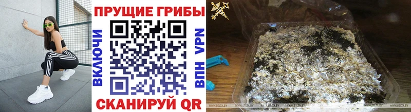 где купить наркотик  Заозёрск  ссылка на мегу tor  Галлюциногенные грибы мухоморы 